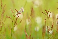 Icarusblauwtje tussen de bloemen