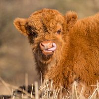 Highlander écossais