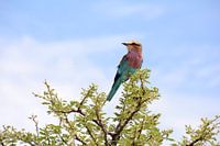 Colorful bird of Africa