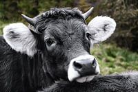 Die kleine Teufelkuh