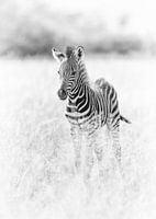 Schattige baby zebra