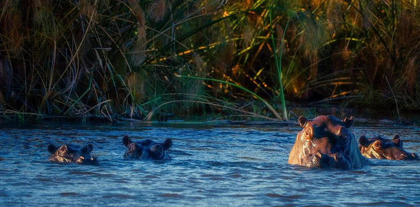 Wasserpferde von Loris Photography