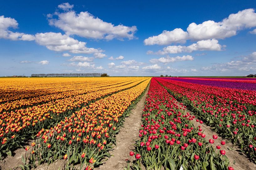 Flowering tulip fields in the Groningen countryside by Gert Hilbink