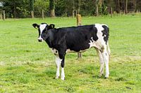 Pink in de weide van Heidestein bij Driebergen-Rijsenburg Utrecht Nederland