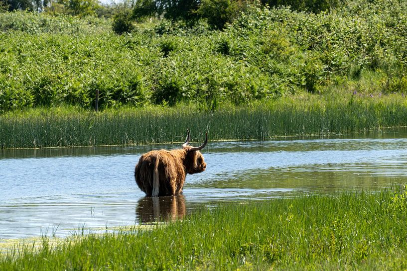 Scottish Highlanders by Maaike Krimpenfort