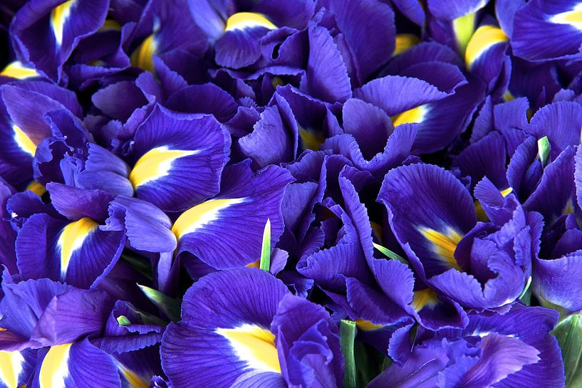 Paarse schone by Marijke Scheers