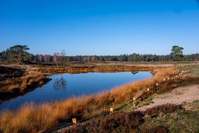 Mehr in der Heide des Utrechtse Heuvelrug von John Ozguc