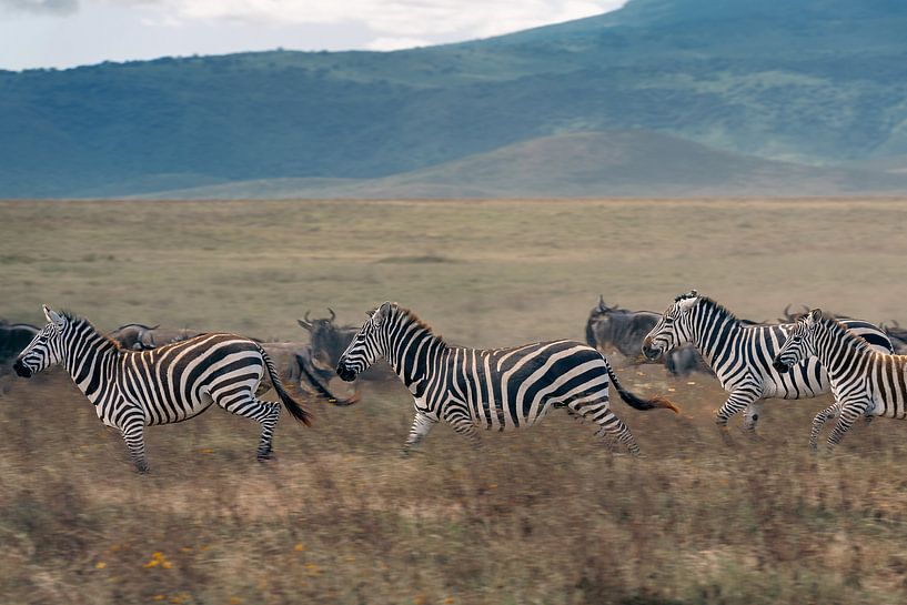 Running zebras among wildebeest – Ngorongoro Crater, Tanzania by RobinV