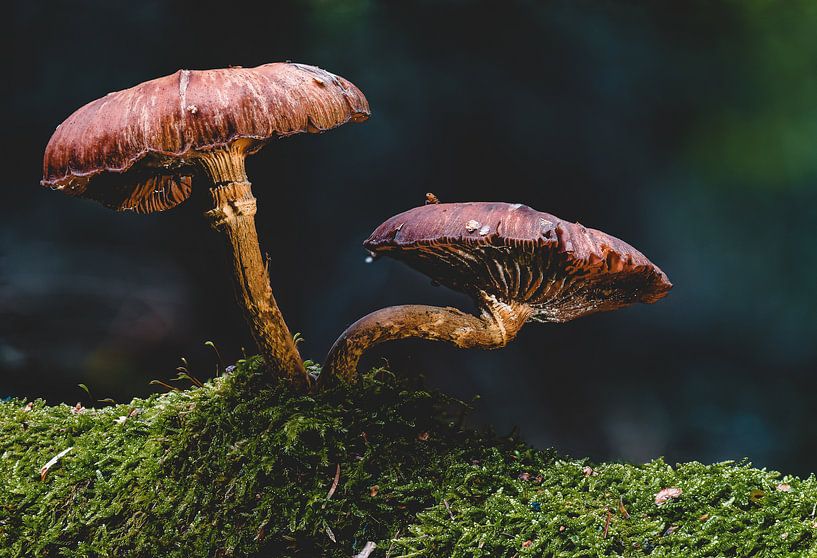 Märchenhafter Pilz im Herbstwald von MindScape Photography