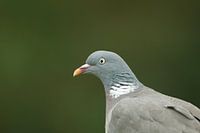 pigeon des bois sur fond vert foncé