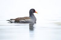 Moorhen