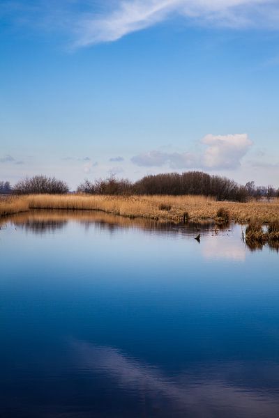 Bank of the Zwarte Brekken, a lake in Friesland near IJlst. One2expose Wout Kok Photography by Wout Kok