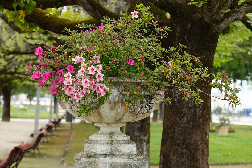 Parque Dr. Manuel Braga, pot de fleurs, Coimbra, Beira Litoral, Regio Centro, Portugal par Torsten Krüger