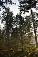 Sonniger Morgen im Wald