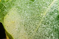 ochtend dauw in een spinnenweb