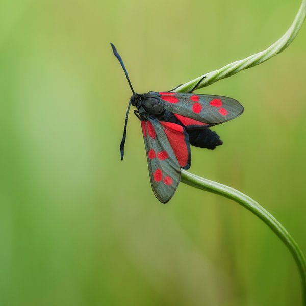 vlinder by Daan de Vos