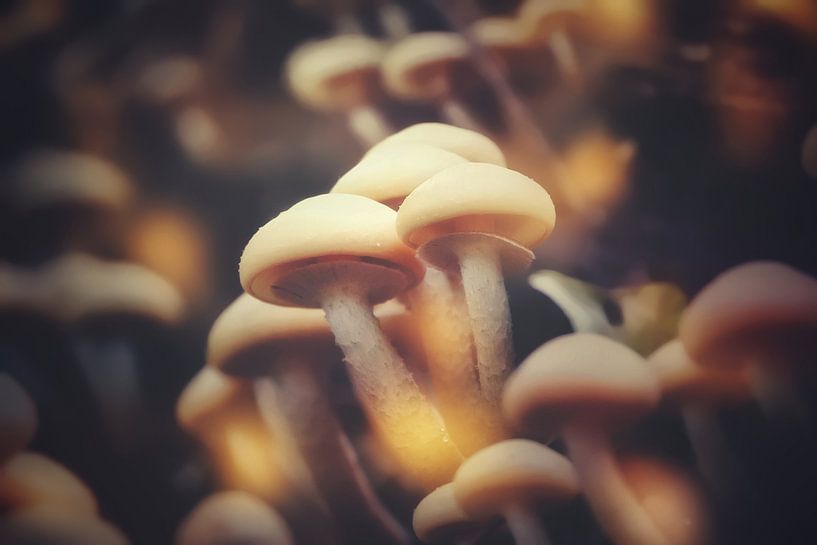 Fleurs d'automne par Maickel Dedeken