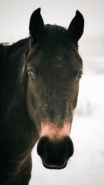 Wildpferd in den Planken wambuis von AciPhotography