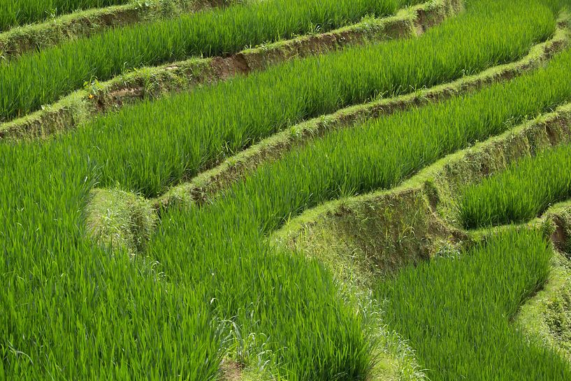 Structure d'une rizière, Sapa, Vietnam par Simone Diederich