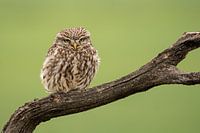 Little owl on branch
