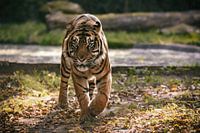 A Sumatran Tiger is running in a meadow