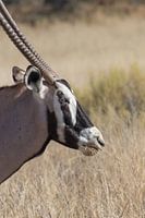 Gemsbok