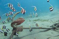 School of fish at an anchor