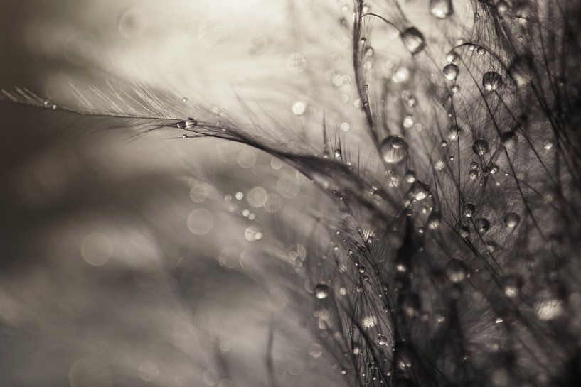 Imagination by Carla Mesken-Dijkhoff