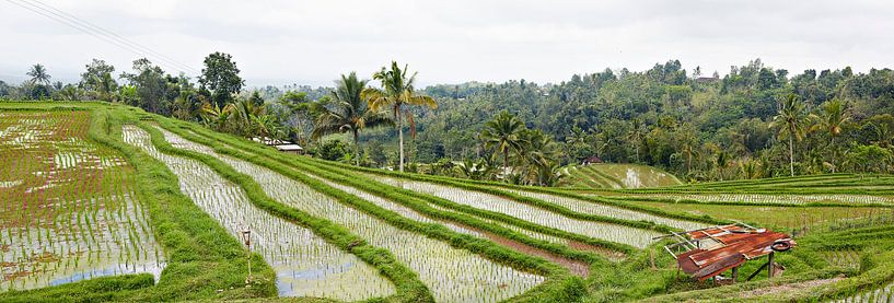 Panorama van de Rijstvelden (sawa's) in Bali by Giovanni de Deugd