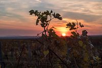 Weinblätter bei Sonnenuntergang
