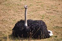 Ein wahrhaft robuster Vogel