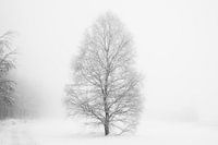 'WINTER', trees in the fog. Black-and-white photography.