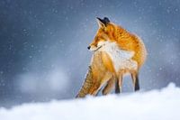 red fox