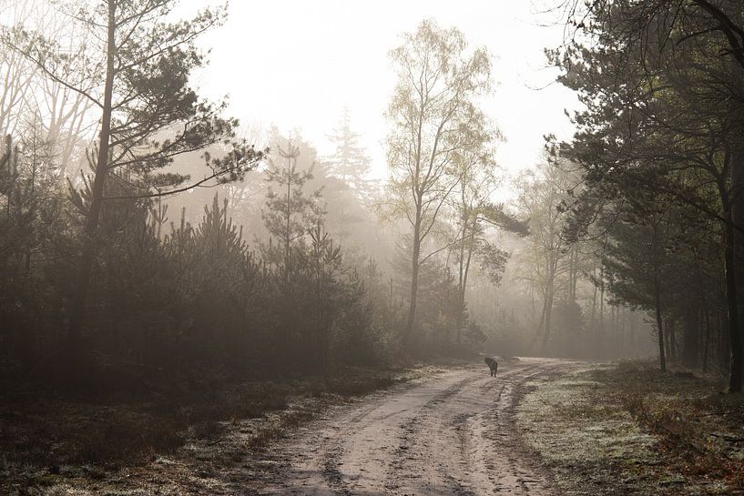 Morgenspaziergang mit Hund im Wald von Jan-Willem van Rijn