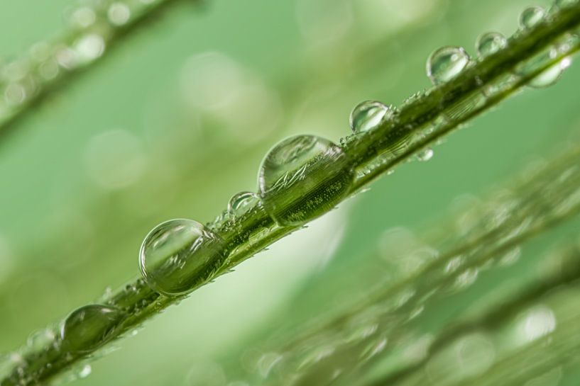 Tropfen auf ein Sprite von Marjolijn van den Berg