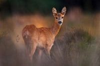 Ree au soleil du soir