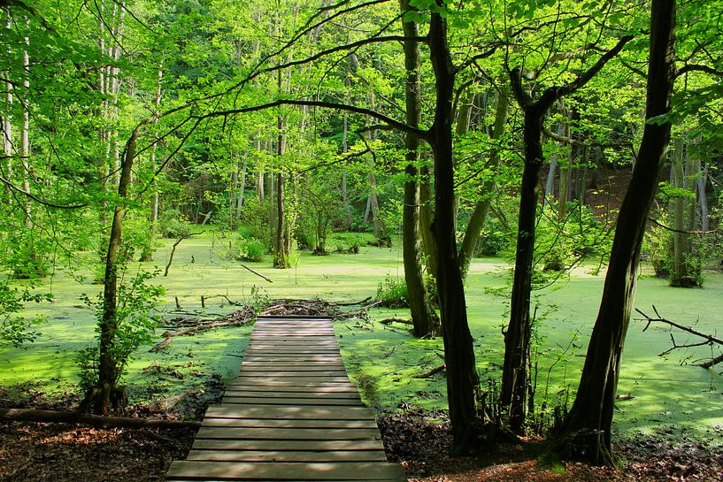 Groene oase van Ostsee Bilder