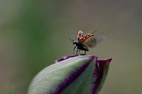 Zeldzaam lieveheersbeestje.