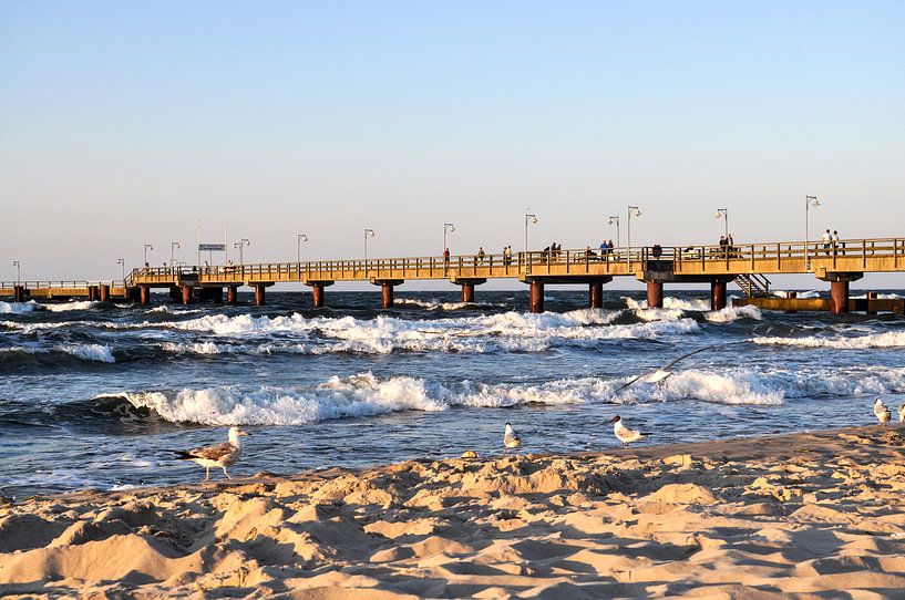 Meeuwen op het noordelijk strand in Göhren op het eiland Rügen van GH Foto & Artdesign
