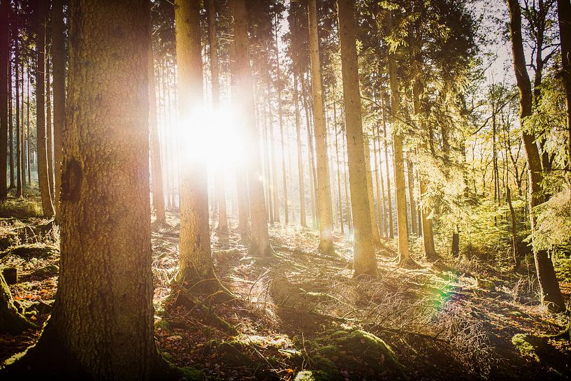 Autumn sun in the forest by Nick van Dijk