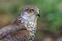 Sparrowhawk in the garden