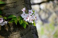 Fleur de cerisier poussant d'un tronc d'arbre