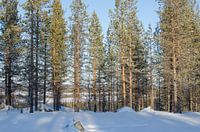 Lapland in the evening sun