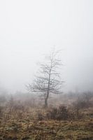 Petit arbre dans le brouillard