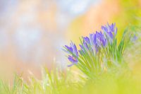 Krokus auf dem Feld
