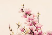 Magnolia flowers
