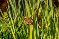 Sonnenbadender Schmetterling