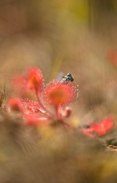 Zonnedauw met juffer von Incanto Images