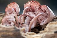 Pink mushrooms