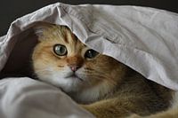 Kitten under the sheets